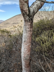 Conzattia multiflora