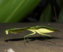 Choeradodis rhomboidea