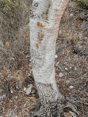 Conzattia multiflora