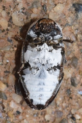 Dermestes frischii