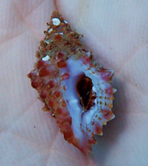 Zetecopsis westonensis