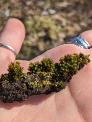 Nyholmiella obtusifolia