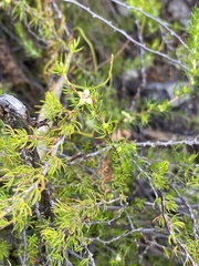 Cliffortia atrata