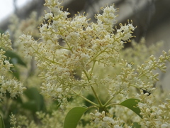 Popillia quadriguttata