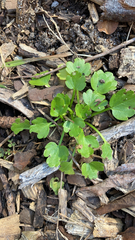 Ranunculus muricatus