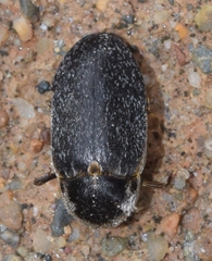 Dermestes frischii