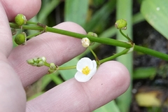 Sagittaria chapmanii