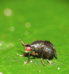 Notacanthina