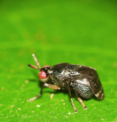 Notacanthina