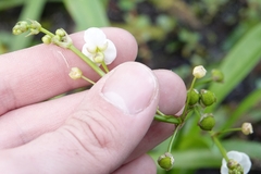 Sagittaria chapmanii