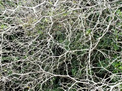 Ziziphus lotus