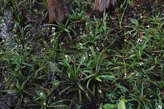 Sagittaria chapmanii