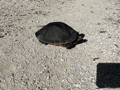 Deirochelys reticularia