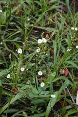 Sagittaria chapmanii