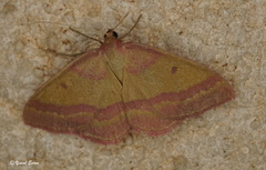 Rhodostrophia discopunctata