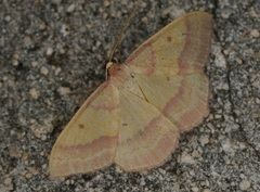 Rhodostrophia discopunctata