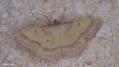 Rhodostrophia discopunctata