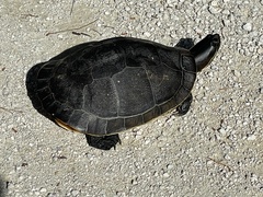 Deirochelys reticularia