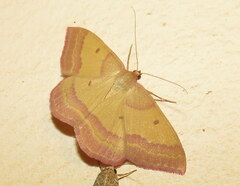 Rhodostrophia discopunctata