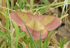 Rhodostrophia discopunctata