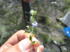 Salvia podadena