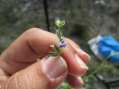 Salvia podadena