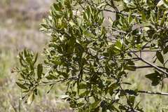 Heteromeles arbutifolia
