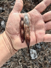 Conzattia multiflora