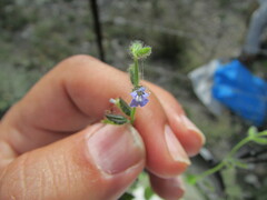 Salvia podadena