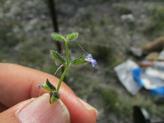 Salvia podadena