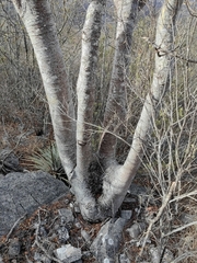 Conzattia multiflora