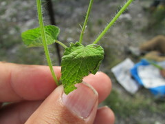 Salvia podadena