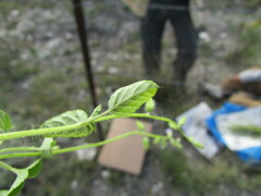 Salvia podadena