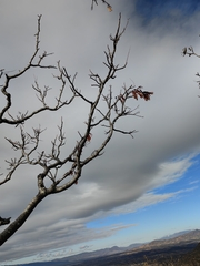 Conzattia multiflora