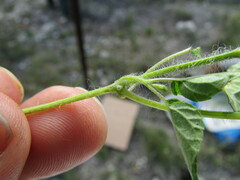 Salvia podadena