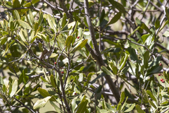 Heteromeles arbutifolia