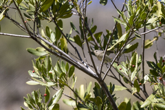 Heteromeles arbutifolia
