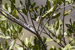 Heteromeles arbutifolia