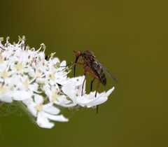 Empis livida