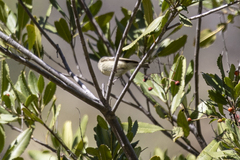 Heteromeles arbutifolia
