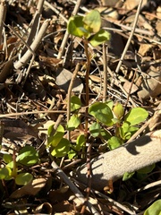 Ludwigia repens