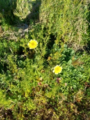Layia platyglossa