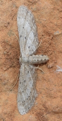 Idaea longaria