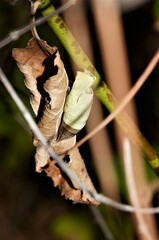 Iphiclides podalirius