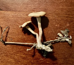 Tubariaceae