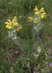 Phlomoides speciosa