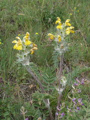Phlomoides speciosa