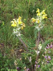 Phlomoides speciosa