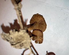 Tubariaceae