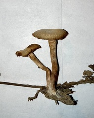 Tubariaceae